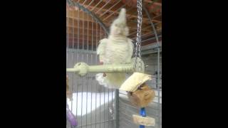 Cockatoo dances to Jump Around [upl. by Leisam]