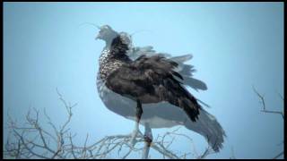 Horned Screamer  Anhima cornuta  Anhuma [upl. by Ikaz137]