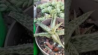 Variegated Aloe planttrending ytshorts succulent shorts viralvideo viralshort home garden [upl. by Harpp]