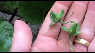 How to Take and Sow Foxglove Seeds [upl. by Stanwood666]