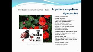 conseils jardin Impatiens sunpatiens Vigorous red fiche technique plante annuelle [upl. by Orpah]