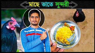 সুন্দরীর লাঞ্চ 🔥 মুরগি পালন পদ্ধতি 🔥 Jactok পাখি ভাইয়া [upl. by Sahcnip54]