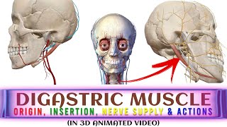 Digastric Muscle in 3D ANIMATION Origin Insertion Actions Nerve Supply  Head amp Neck Anatomy [upl. by Luttrell99]