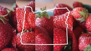 5 types of Oregongrown strawberries Taste Test [upl. by Phelips888]