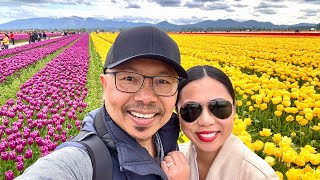 Roozengaarde Skagit Valley Tulip Festival 2023 Walking Tour 🌷 [upl. by Malan]