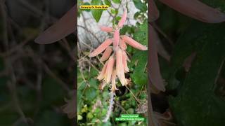 Inflorescence of Aloe vera  Botanical Plant Studies  Botany Optional for UPSC amp MPSC [upl. by Alston249]