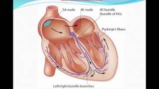 Principles of ECG quotelectrocardiographyquot Part 1 [upl. by Eckel]