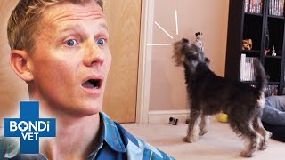 How To Fix Your Dogs Separation Anxiety ❤️🐶  Bondi Vet [upl. by Kellie]