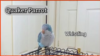 Baby Quaker Parrot Talking  Parrot Sounds  Whistling  Talking Monk Parakeet 🦜 [upl. by Sira623]