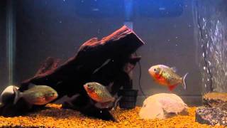 Piranhas feeding on goldfish [upl. by Acceber]