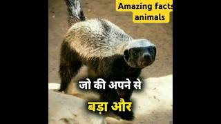 Amazing facts in animalsshortsyoutubrshortsfactmine [upl. by Blockus]