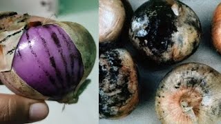 Black mold around onion is it good to eat Not bad Find out [upl. by Pontone]