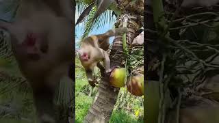 Macaco catador de côcos [upl. by Mikey858]