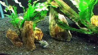 Feeding Snails To My F8 Puffer And Loaches For quotEnrichmentquot [upl. by Antoinette146]