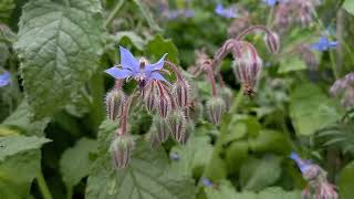 Borage Elegance at Hidcote Gardens A Cinematic Experience [upl. by Alleb]