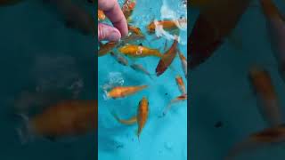 Feeding Goldfish and Rosy Red Minnows goldfish minnow [upl. by Mitchell]