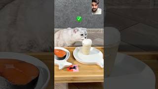 Cat test cat pets funnyanimal prank shorts [upl. by Sukul]