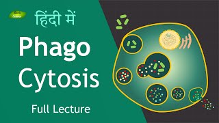 Phagocytosis Full Lecture in Hindi Immunology  Basic Science Series Hindi [upl. by Htrap518]