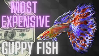 Most Expensive Guppy Fish – All You Need to Know [upl. by Nolham]