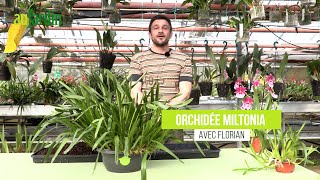 Le MILTONIA une ORCHIDÉE aux FLEURS de ETOILÉES de CULTURE peu CULTIVÉE [upl. by Zavala]