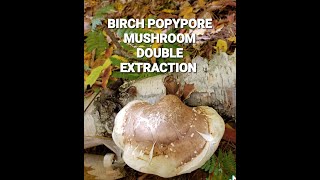 BIRCH TREE POPYPORE MUSHROOM DUAL EXTRACTION TINCTURE [upl. by Ahsilahk]