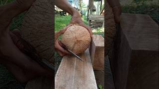 Giant coconut  how to remove coconut from Shell [upl. by Sarchet]