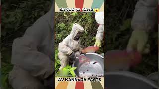 Honey Bees Facts Video  kannada facts karnataka amezing youtubeshorts trendingshorts [upl. by Cotsen335]