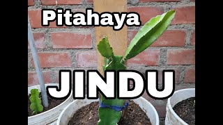 PITAHAYA JINDU variedad con aroma a rosas [upl. by Euridice]