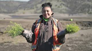 Yurok Tribe Plants 85 tons of Native Seed in Klamath Reservoirs [upl. by Spearman97]