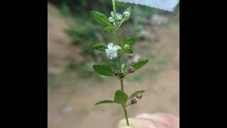 Cure DiabetesHerbal PlantScoparia dulcisWal koththamalliHerbal plants of Sri Lanka [upl. by O'Connor242]