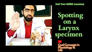 Anatomy Spotting on a Larynx specimen 2nd Year MBBS [upl. by Tiga]