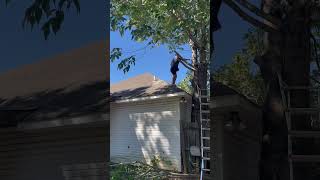 Do you cut the neighbors trees from over your fence tree ￼ treework lawncare lawnmaintenance￼ [upl. by Nina]