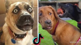 Funny Dogs Compilation 😂 Try Not to Laugh 😂 [upl. by Aihsit67]