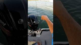 Casting Big Shark Bait fishing bigfish shorts [upl. by Errised]