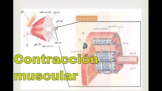 Fisiología de la contracción muscular [upl. by Joash]