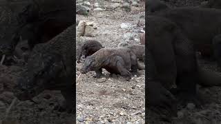 A herd of Komodo dragons fight over one female [upl. by Aneen]