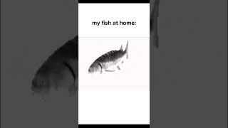 spinning fish memes fish [upl. by Nibas378]