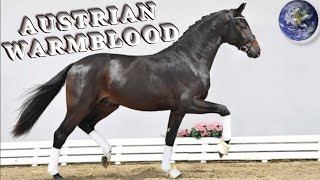 TOP Beautiful Austrian Warmblood Horse in the World [upl. by Dayna133]