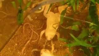 Albino Clawed Frogs Feeding  Fütterung der Krallenfrösche [upl. by Lleuqar]