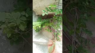 Aprajita plant ☘️home garden aprajita healthy plant ☘️shorts shortsfeed [upl. by Aicenek]