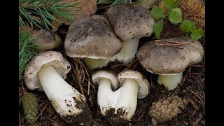 РЯДОВКА СЕРАЯTricholoma portentosum ЕЁ ОТЛИЧИТЕЛЬНЫЙ ПРИЗНАК [upl. by Caundra475]