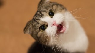 Kucing Lucu Dan Anak Kucing Meowing Kompilasi Hd [upl. by Forbes]