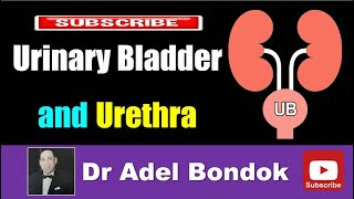 Urinary Bladder and Urethra Dr Adel Bondok [upl. by Ttayh779]