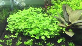 Hydrocotyle tripartita Tropica Scaper tank dennerle [upl. by Cyb]