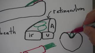 35B Myology [upl. by Siger]