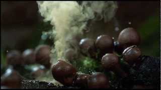 The coolest nature video ever 2012 HD [upl. by Aksel]