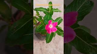 Vinca flower plants [upl. by Nata]