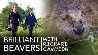 Beavers in the UK Wildlife Photography with Richard Campion [upl. by Jordain]