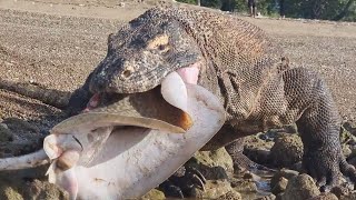 Her Gördüğünü Yiyen Komodo Ejderi [upl. by Virginie]