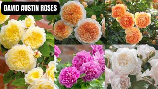 Discovering the Beauty of David Austin Roses [upl. by Crow794]